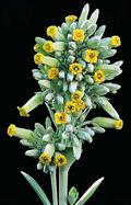 Kalanchoe thyrsiflora